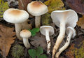 Hygrophorus lindtneri